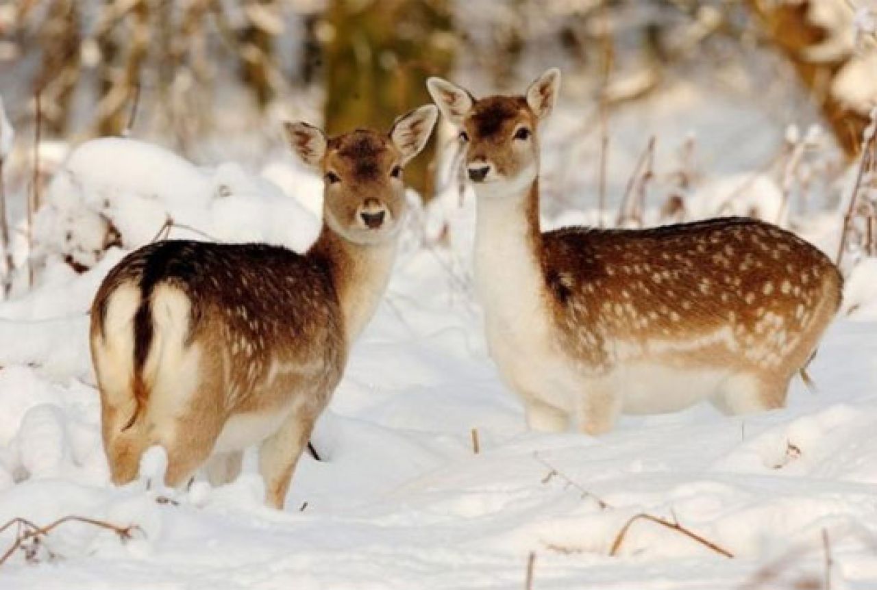 Lovačka udruga 'Orlov kuk' Tomislavgrad dohranjuje divljač